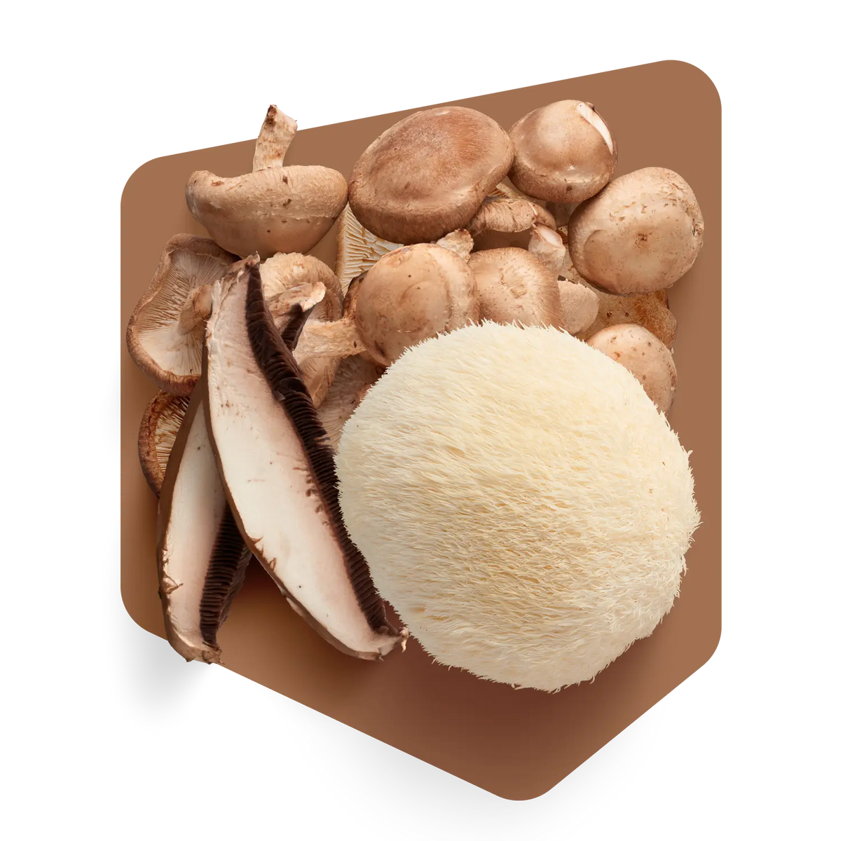 Champignons frais utilisés dans la soupe Pocket Soupe : shiitakes, crinière de lion et champignons tranchés