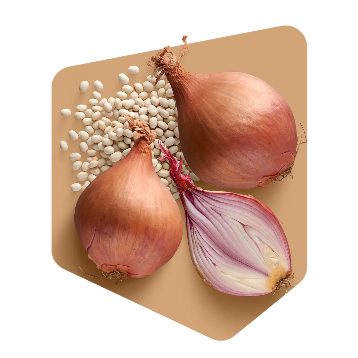 Ingrédients frais de la soupe à l'oignon Pocket Soupe : oignons entiers, oignon coupé en deux et haricots blancs secs