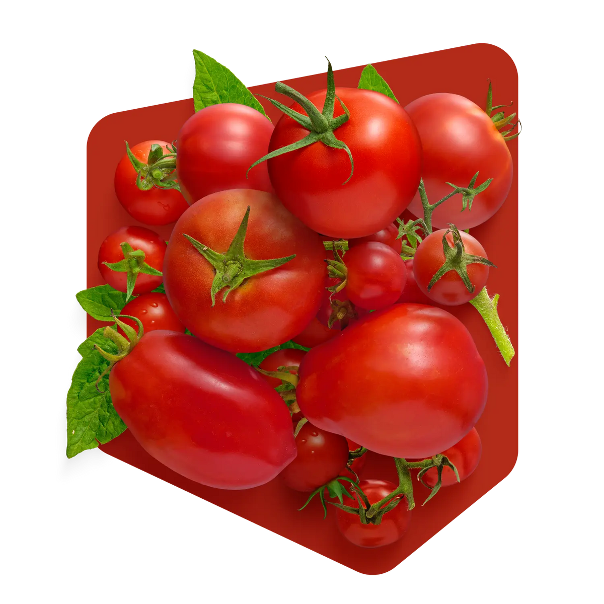 Tomates fraîches de variétés assorties avec leurs feuilles, ingrédient principal de la soupe aux tomates Pocket Soupe